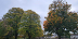Large image